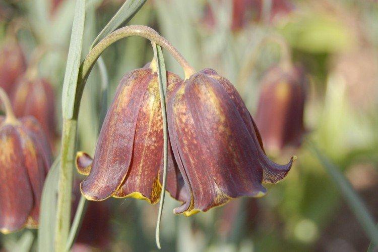 Рябчик – фото