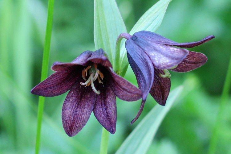 Рябчик – фото