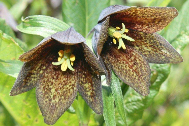 Рябчик – фото