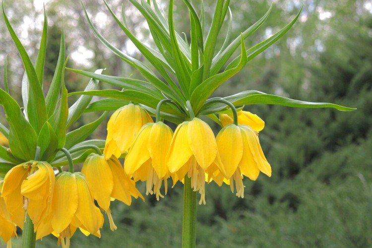 Рябчик – фото