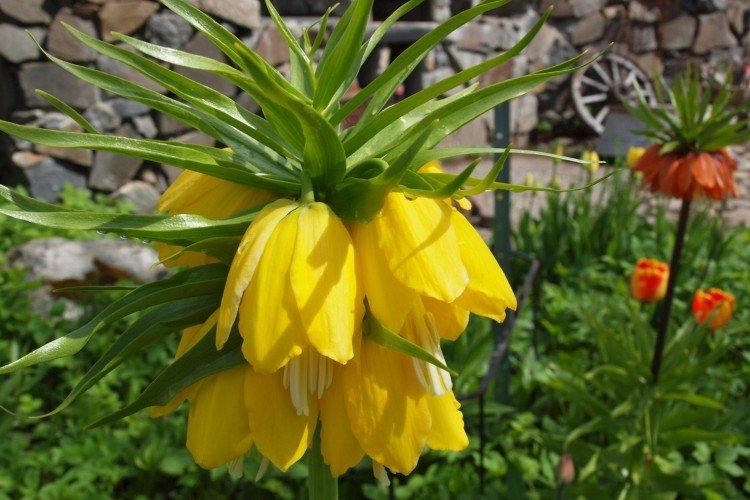 Рябчик – фото