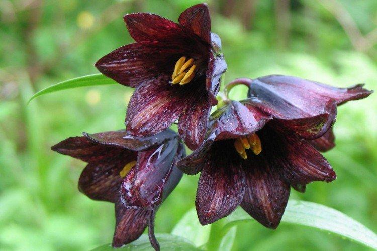 Рябчик – фото