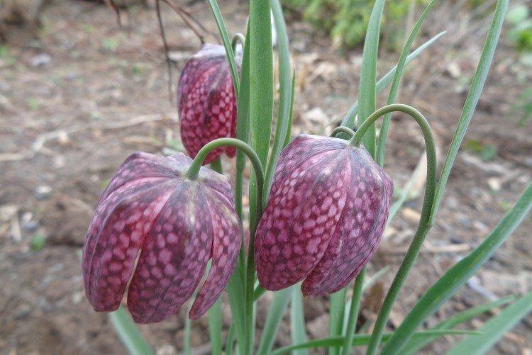 Рябчик – фото