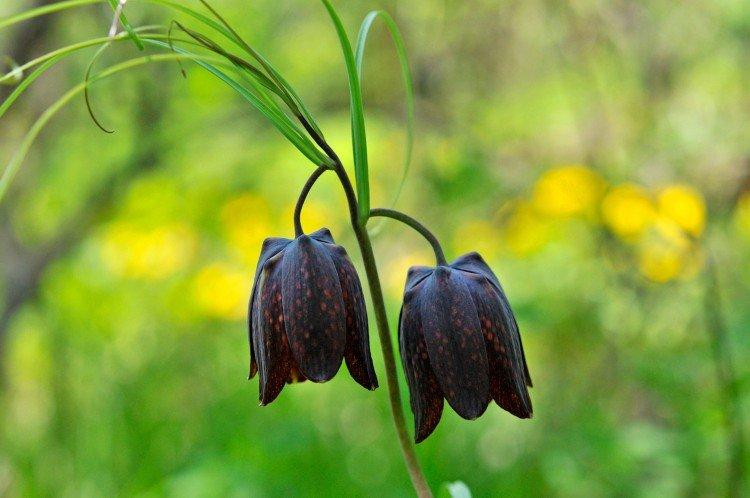 Рябчик – фото