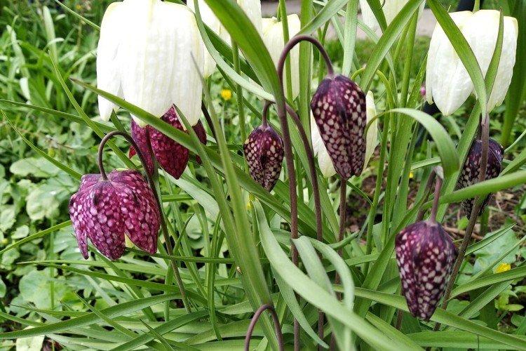 Рябчик – фото