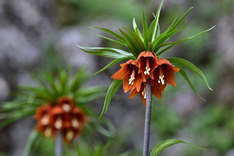 Рябчик – фото