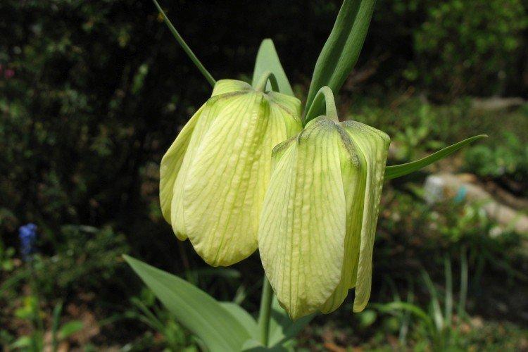 Бледноцветковый рябчик