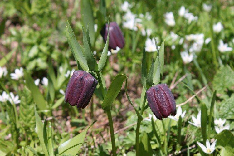 Кавказский рябчик