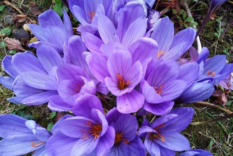 Безвременник