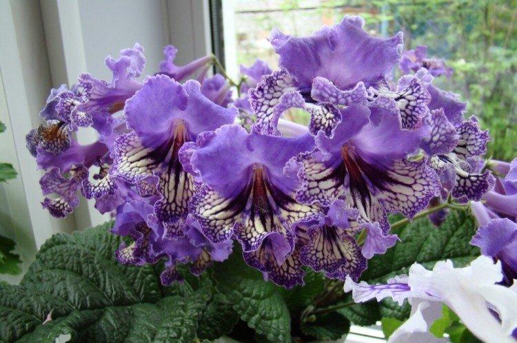 Стрептокарпус