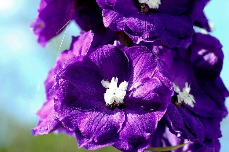 Дельфиниум