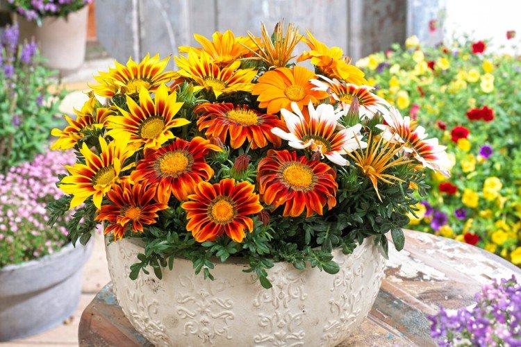 Гацания (60 фото): виды, посадка и уход в открытом грунте