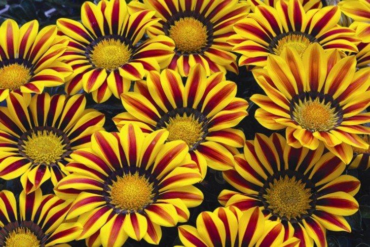 Удобрения и подкормка