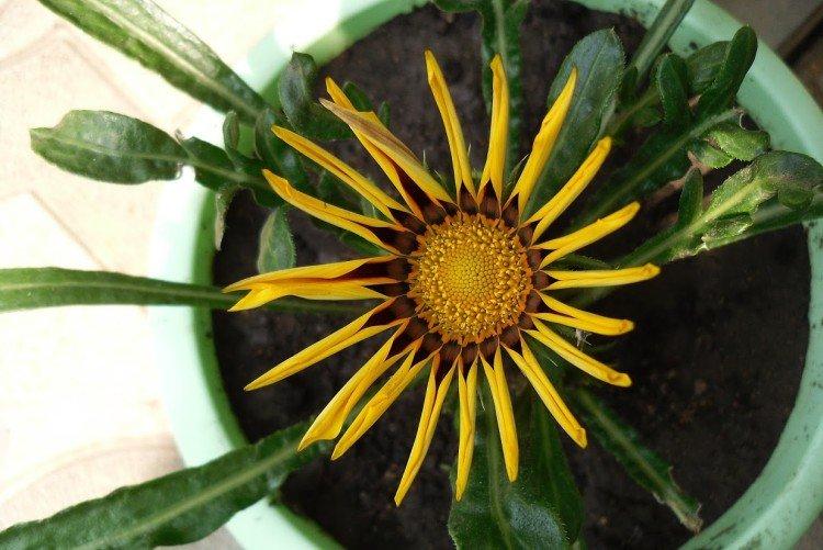 Борьба с вредителями и болезнями