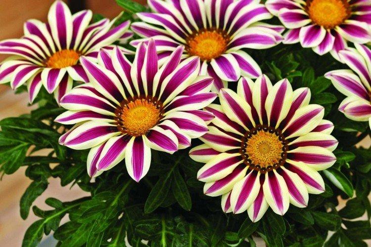 Гацания – фото