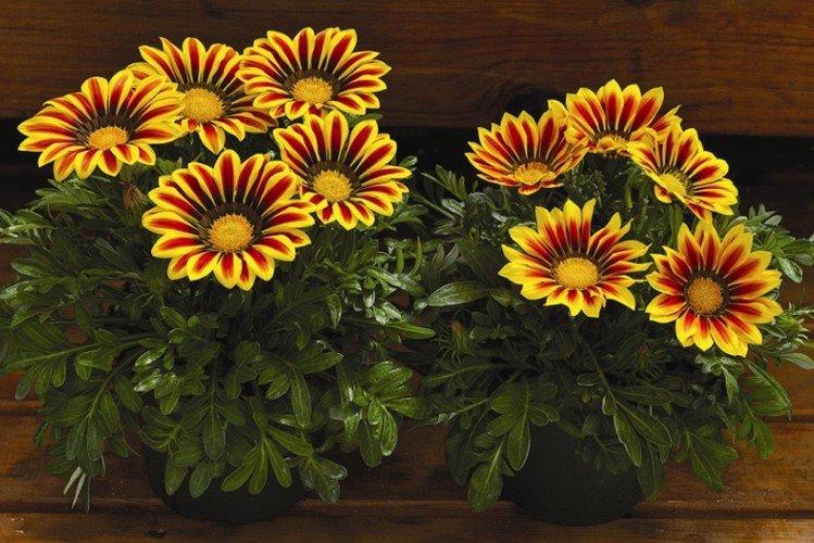 Гацания – фото