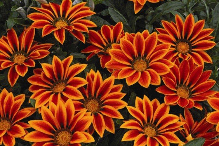 Гацания – фото