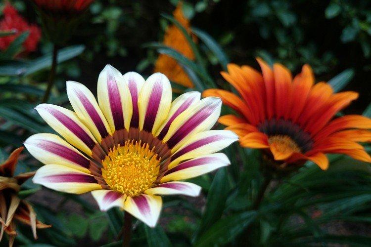 Гацания – фото