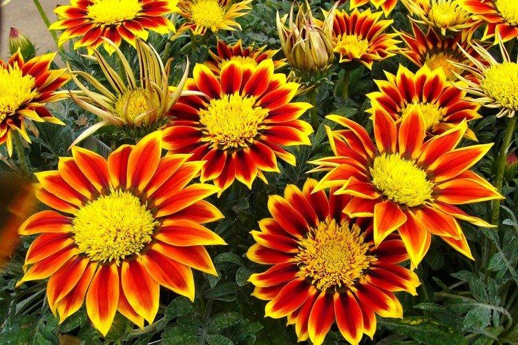 Перистая гацания