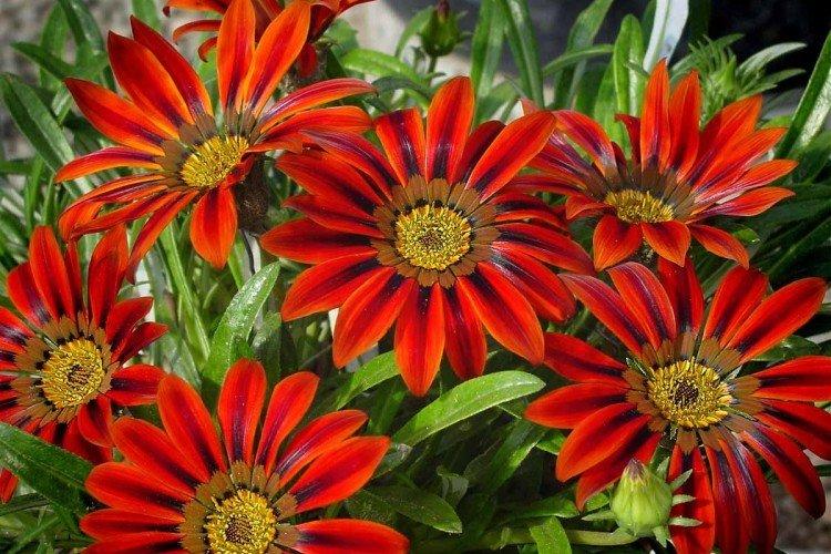 Гибридная гацания