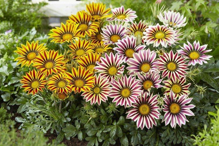 Температура