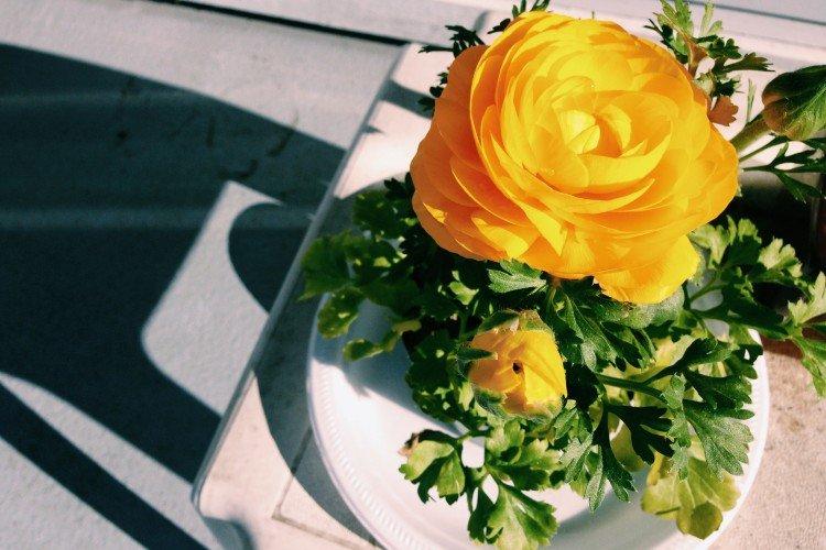 Посадка и размножение