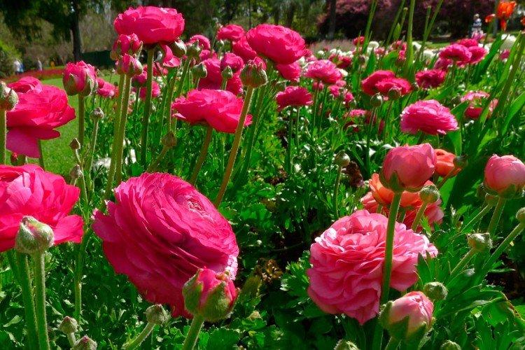 Ранункулюс – фото