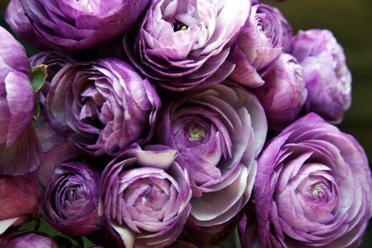 Ранункулюс – фото