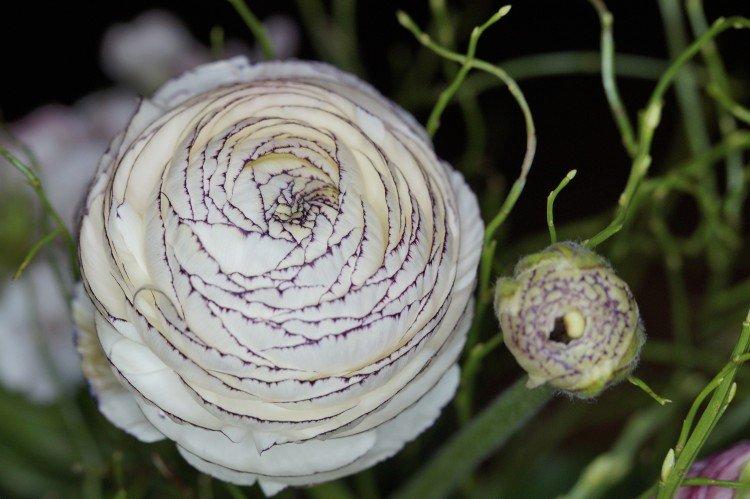 Ранункулюс – фото