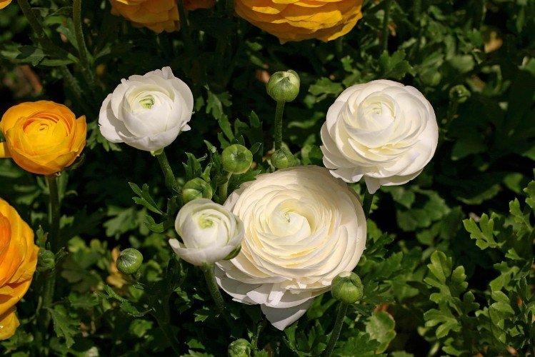 Ранункулюс – фото