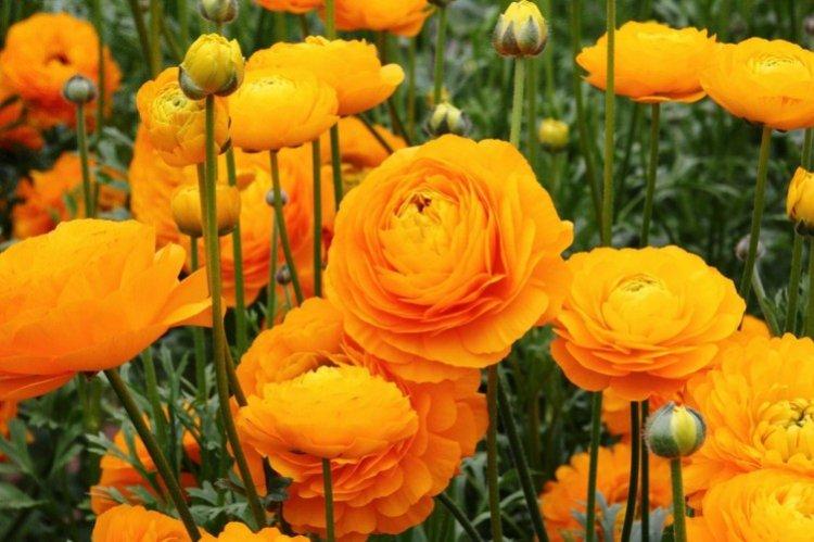 Ранункулюс – фото