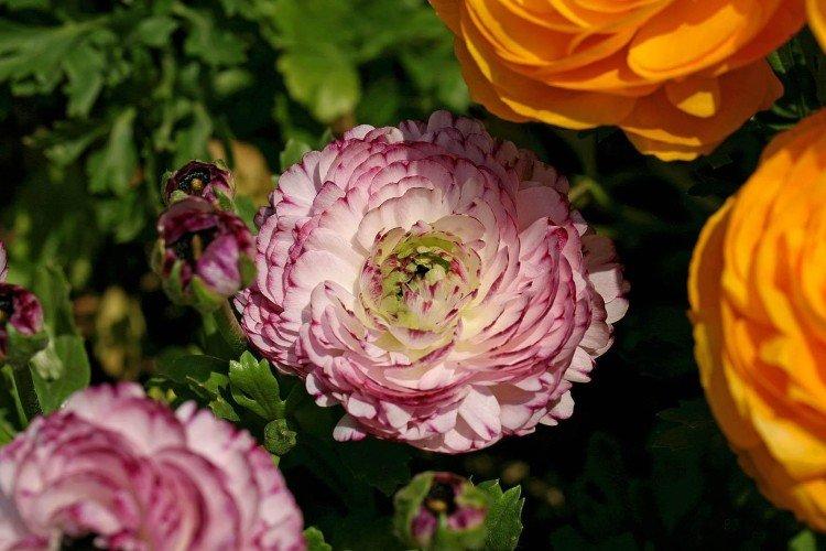 Ранункулюс – фото