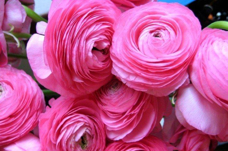 Ранункулюс – фото