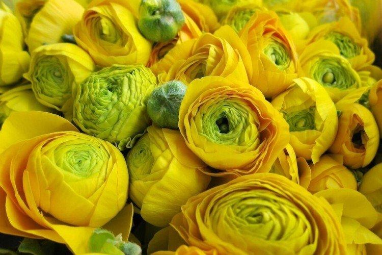 Ранункулюс – фото