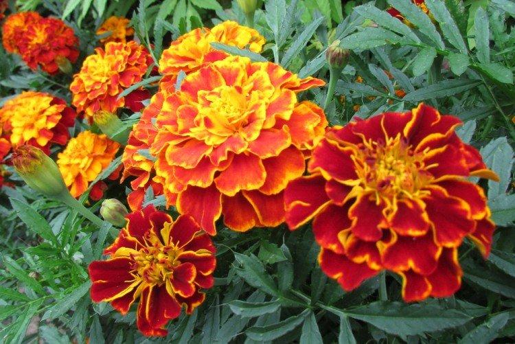 Бархатцы – фото