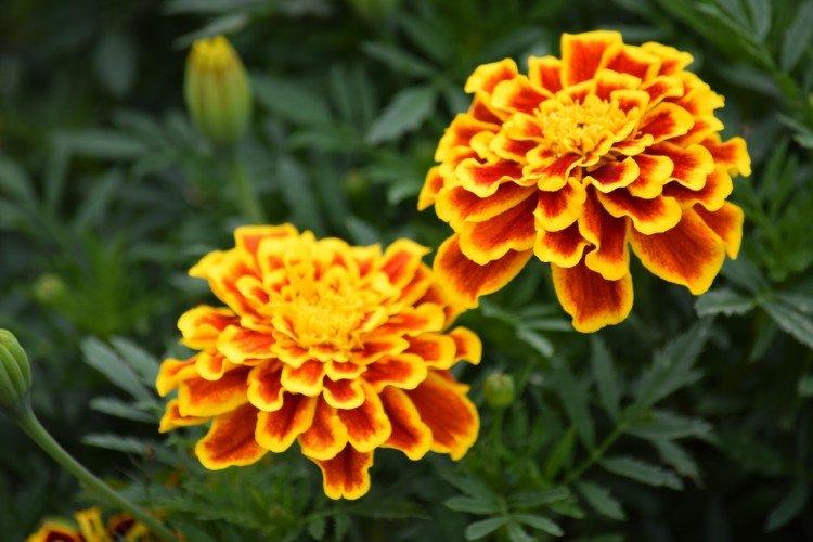 Бархатцы – фото