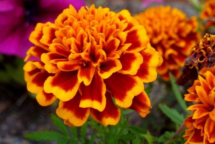 Бархатцы – фото