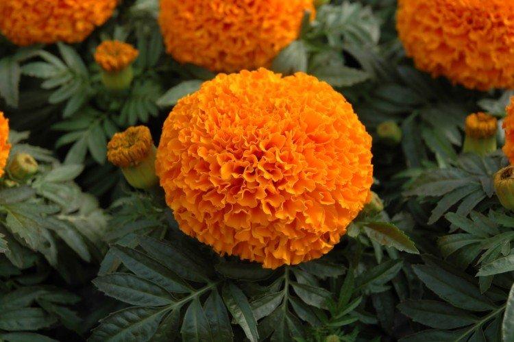 Бархатцы – фото