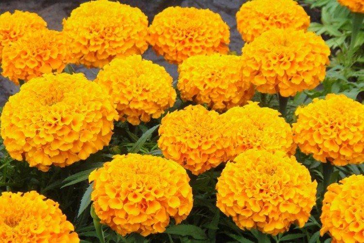 Бархатцы – фото