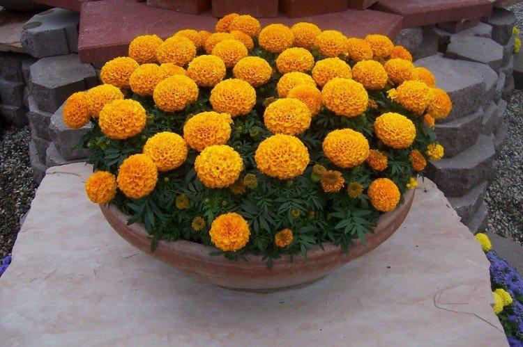 Бархатцы – фото