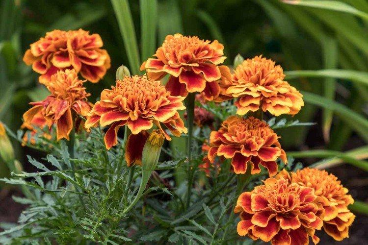 Бархатцы – фото