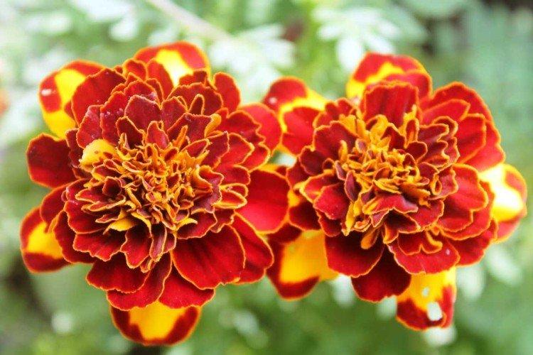 Бархатцы – фото