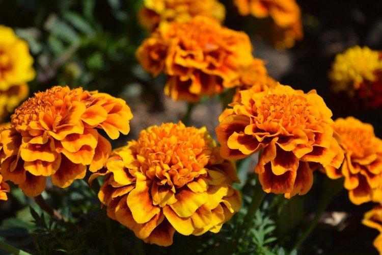 Бархатцы – фото