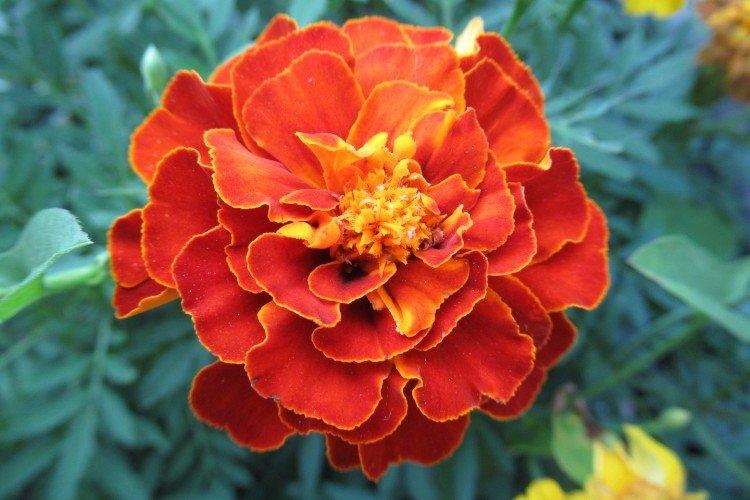 Бархатцы – фото