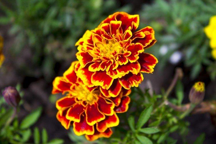 Бархатцы – фото