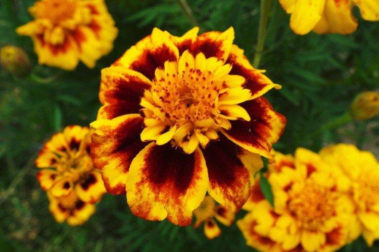 Бархатцы – фото