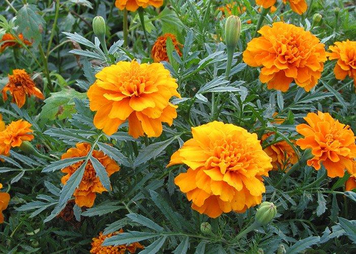 Карликовые бархатцы