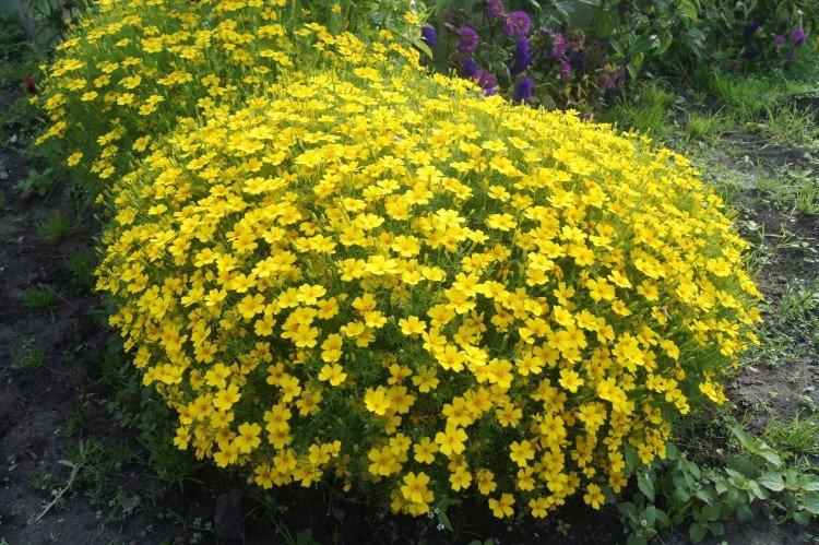 Тонколистные бархатцы