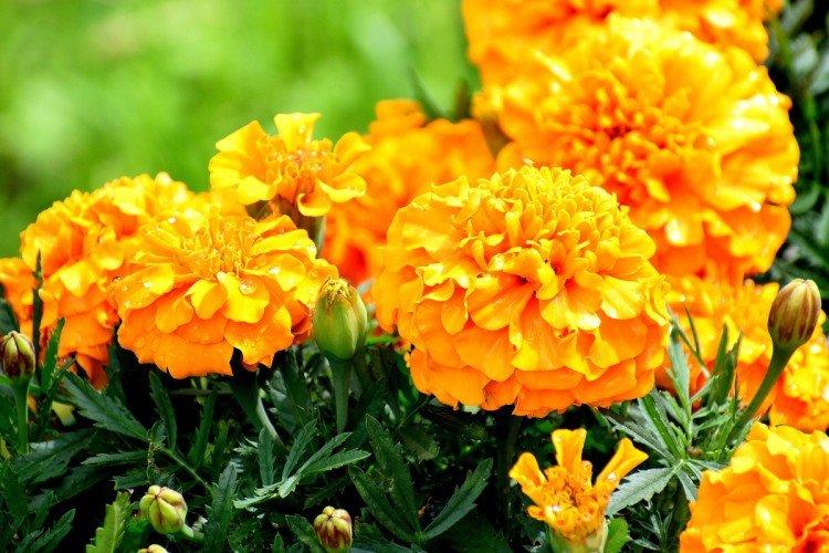 Температура