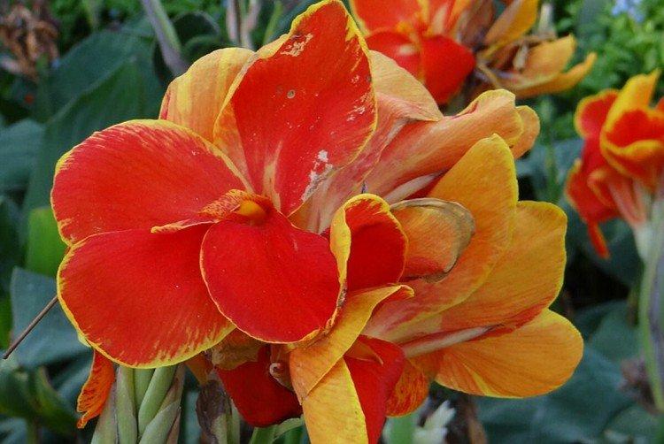 Канны после цветения